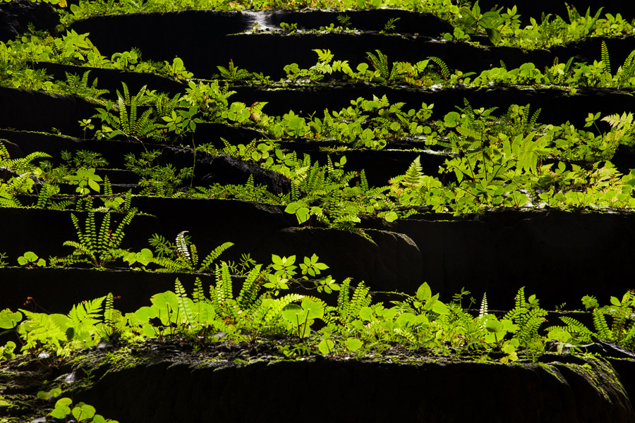 Fern covered gours, Hang Son Doong, Phong Nha Ke Bang, Vietnam